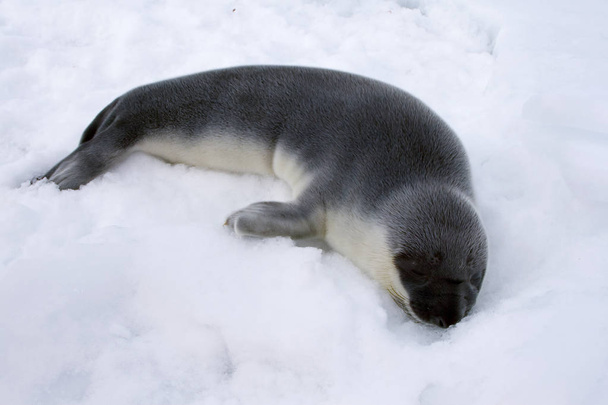 Cachorro de foca con capucha
 - Foto, imagen