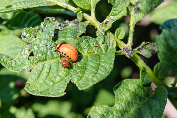 Colorado potato beetle larvae on potato leaves. Pests of agricultural plants. Colorado potato beetle eats potato leaves. - Photo, Image