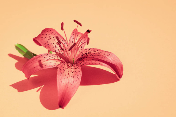Red lily flower on beige background with copy space - Zdjęcie, obraz