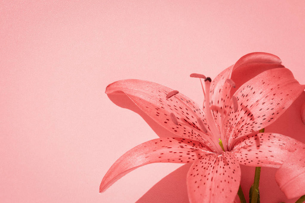 Closeup of pink lily flower on pink background with copy space - Φωτογραφία, εικόνα