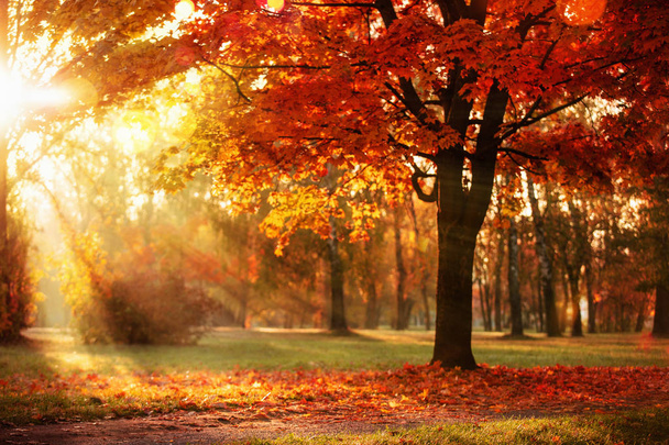Sonbahar manzarası. Sonbahar Sahnesi. Ağaçlar ve Yapraklar Güneş Işığında - Fotoğraf, Görsel