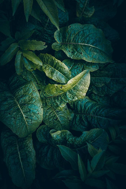 hojas de plantas verdes texturizadas en el jardín en la naturaleza, fondo verde
 - Foto, imagen