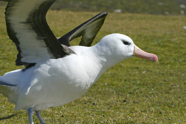 Black-browed albatross (Diomedea melanophris) - Photo, Image