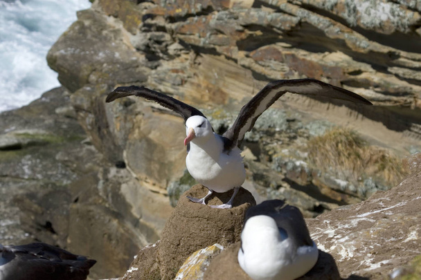 Feketefejű albatrosz (diomedea melanophris) - Fotó, kép