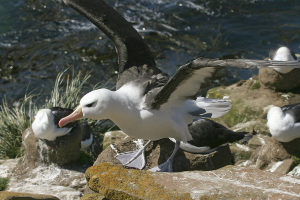 Black-browed albatross (Diomedea melanophris) - Photo, Image
