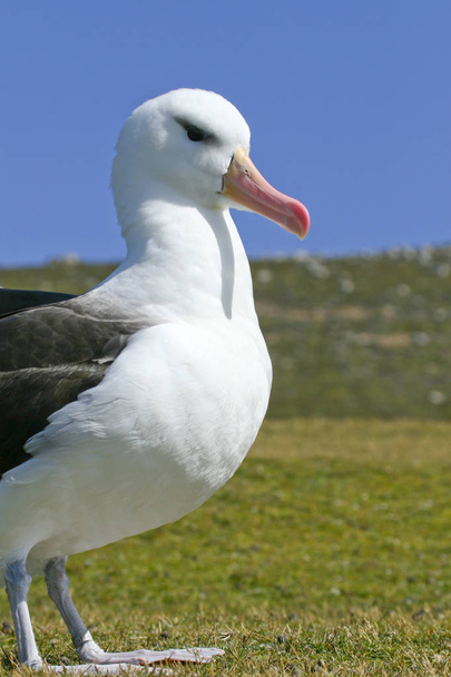 Albatros de cejas negras (Diomedea melanophris
) - Foto, imagen