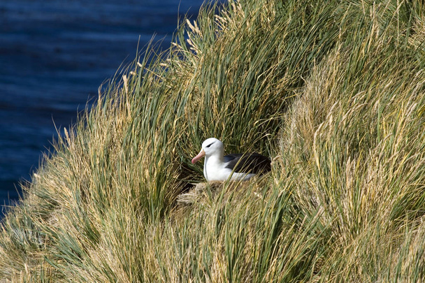 Albatros de cejas negras (Diomedea melanophris
) - Foto, imagen