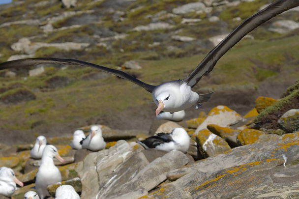 Чернобровый альбатрос (Diomedea melanophris
) - Фото, изображение