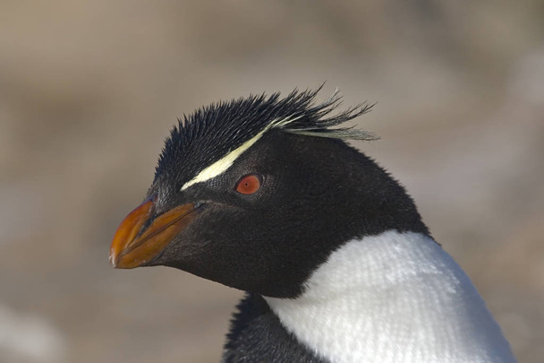 Рокхоппер пингвин (Eudyptes chrysocome) - Фото, изображение