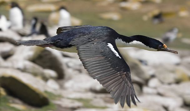 King cormorant (Phalacrocorax atriceps) - Photo, Image