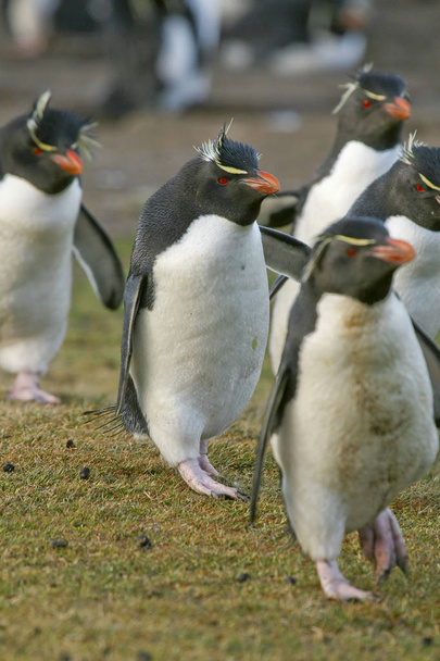 Rockhopper пінгвіни (Eudyptes chrysocome) - Фото, зображення