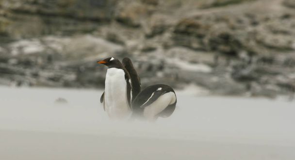 Pinguins-gentoo (Pygoscelis papua
) - Foto, Imagem
