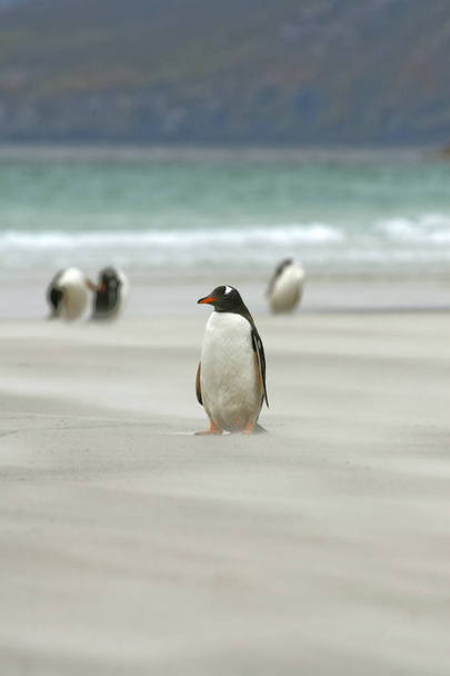 Pingüinos Gentoo (Pygoscelis papua
) - Foto, imagen