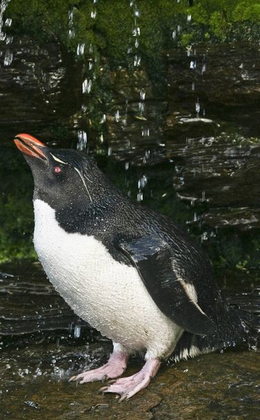 Pinguim-de-roca (Eudyptes chrysocome) - Foto, Imagem