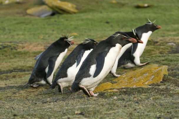 Рокхопперы пингвины (Eudyptes chrysocome
) - Фото, изображение