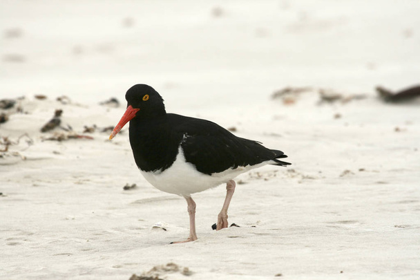 Oystercatcher searching for food on the Falkland Islands - Photo, Image