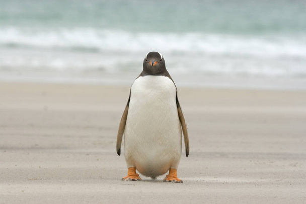 Пингвин (Pygoscelis papua)) - Фото, изображение