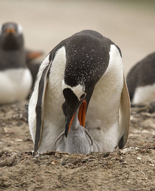 Gentoo penguins (Pygoscelis papua) - Photo, Image