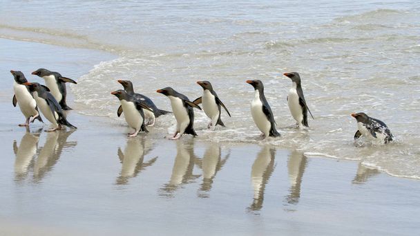 Pinguins-de-rockhopper (Crisófitos-de-eucalipto)
) - Foto, Imagem