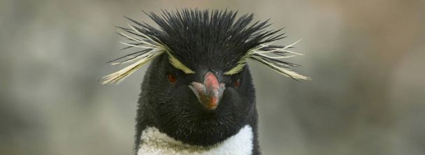 Rockhopper pingvin (Eudyptes chrysocome)) - Fotó, kép