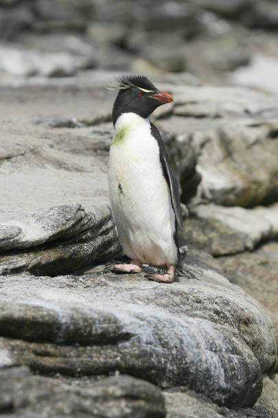 Pingüino Rockhopper (Eudyptes chrysocome) - Foto, imagen