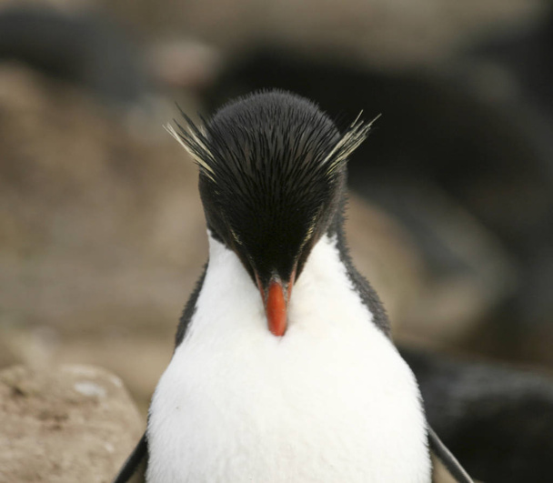 Rockhopper penguin (Eudyptes chrysocome) - Photo, Image