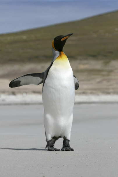 Pingüino rey (Aptenodytes patagonicus
) - Foto, imagen
