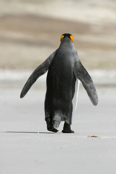 King penguin (Aptenodytes patagonicus) - Photo, Image