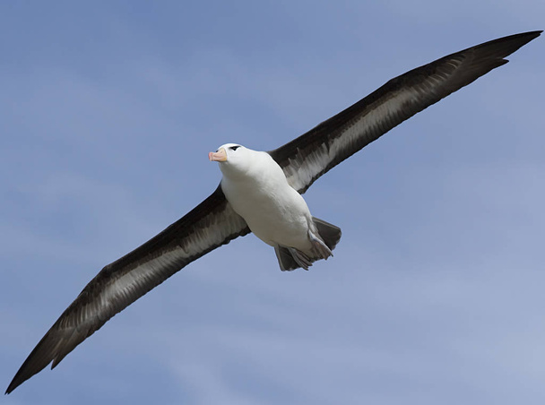 Feketefejű albatrosz (diomedea melanophris) - Fotó, kép