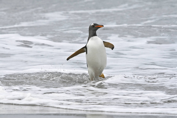 Gentoo-Pinguin (Pygoscelis papua)) - Foto, Bild