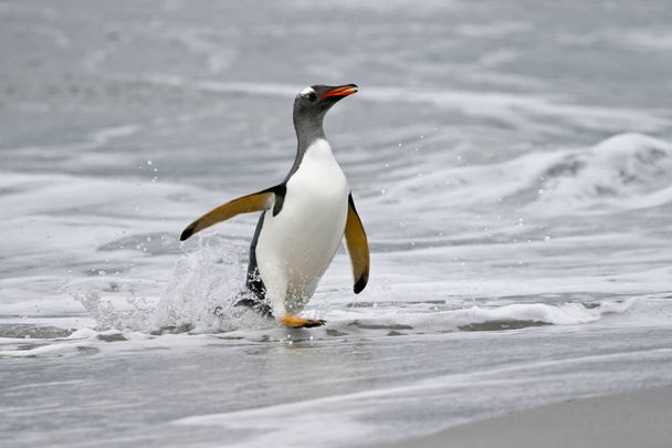 Pinguim-cavalheiro (Pygoscelis papua) - Foto, Imagem