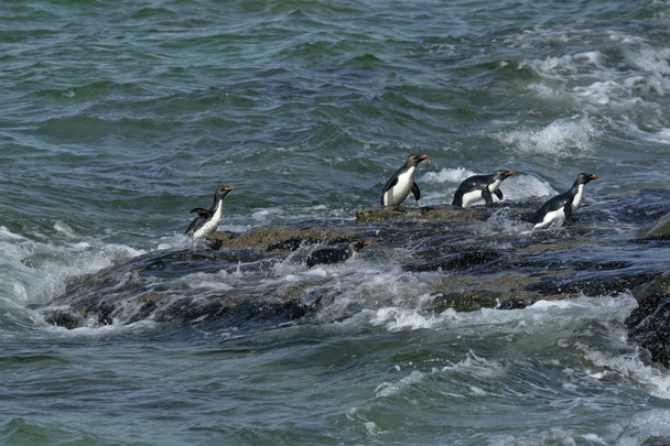 Rockhopper penguins (Eudyptes chrysocome) - Photo, Image