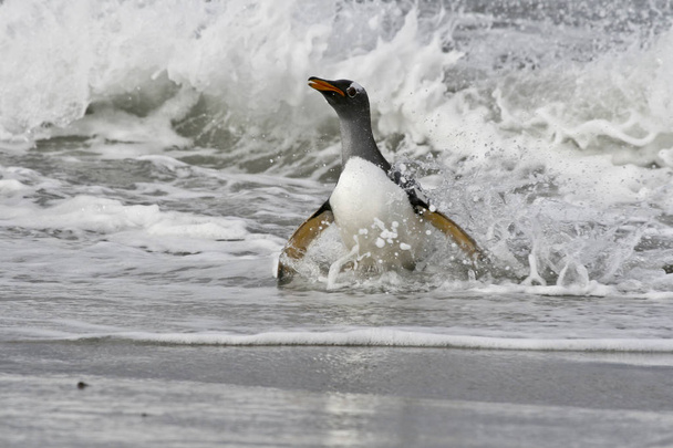 Gentoo penguin (Pygoscelis papua) - Photo, Image
