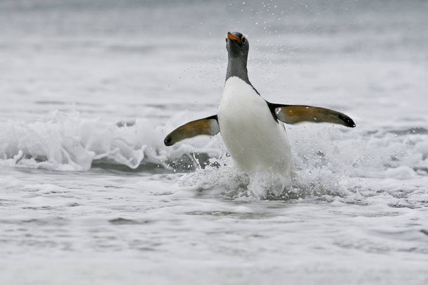 Gentoo penguin (Pygoscelis papua) - Photo, Image