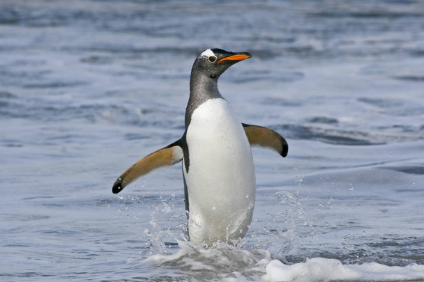 Pingüino Gentoo (Pygoscelis papua) - Foto, imagen