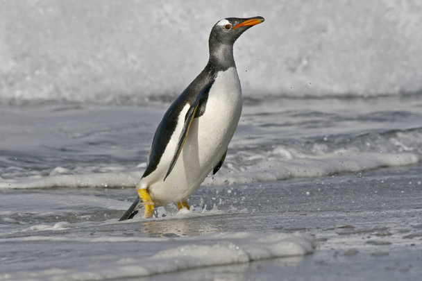 Gentoo пінгвіна (Антарктичні пінгвіни Папуа) - Фото, зображення