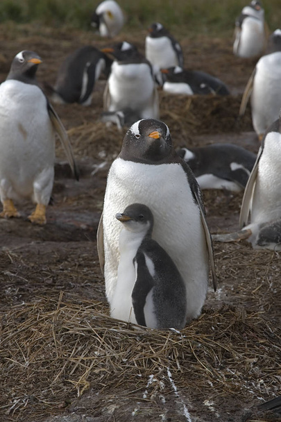 Pingüinos Gentoo (Pygoscelis papua
) - Foto, imagen