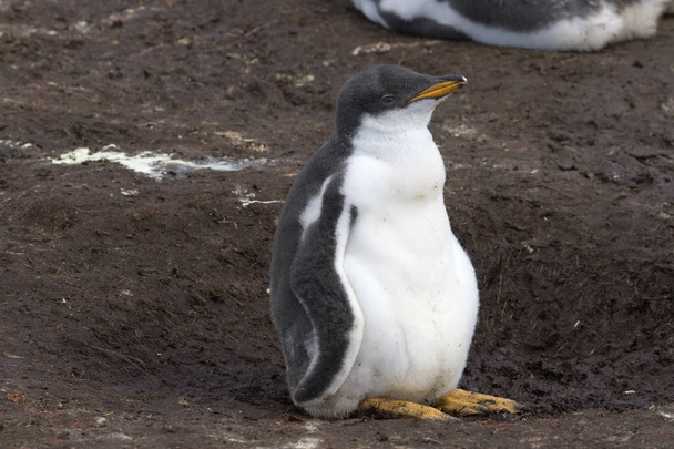 Görög pingvin (Pygoscelis papua)) - Fotó, kép