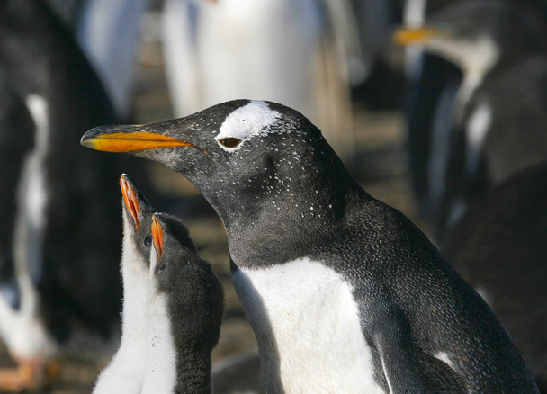 Пингвины (Pygoscelis papua)
) - Фото, изображение