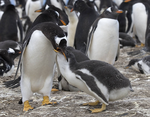 Gentoo-Pinguine (pygoscelis papua)) - Foto, Bild