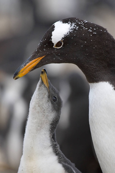 Gentoo-Pinguine (pygoscelis papua)) - Foto, Bild