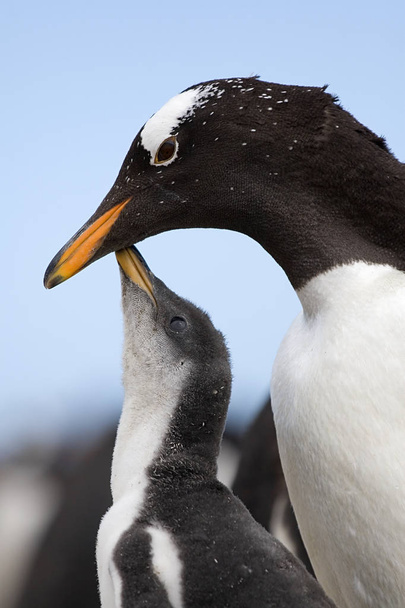 Gentoo pingvinek (Pygoscelis Pápua) - Fotó, kép