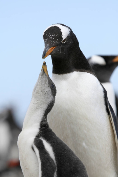 Gentoo penguins (Pygoscelis papua) - Photo, Image