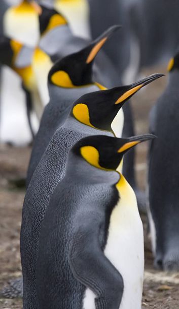 King penguins (Aptenodytes patagonicus) - Photo, Image