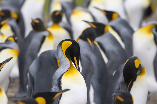 Pingüinos rey (Aptenodytes patagonicus
) - Foto, imagen