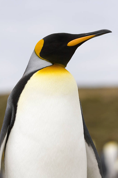 Королівський пінгвін (великі пінгвіни patagonicus) - Фото, зображення