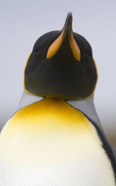Pingüino rey (Aptenodytes patagonicus
) - Foto, imagen