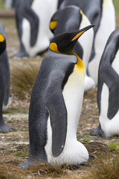 Король Пингвин (Aptenodytes patagonicus
) - Фото, изображение