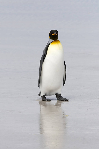 キング ペンギン (コウテイ ペンギン属 patagonicus) - 写真・画像