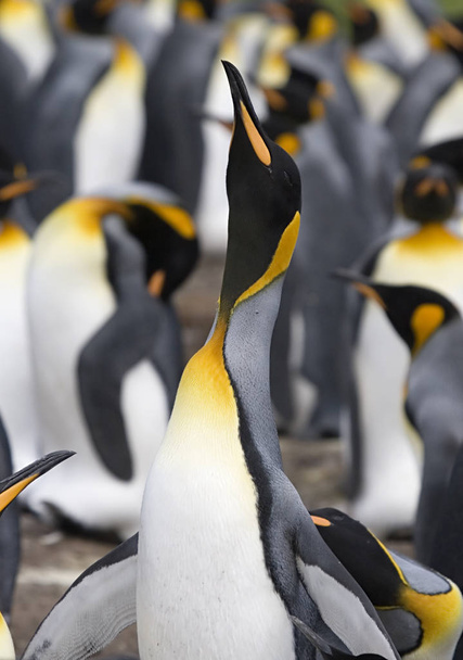 Βασιλικοί πιγκουίνοι (Aptenodytes patagonicus) - Φωτογραφία, εικόνα